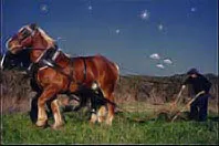 horse-drawn plow - the Midnight Plowboy